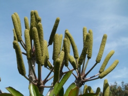 previous