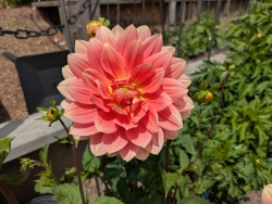 previous