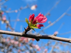 previous