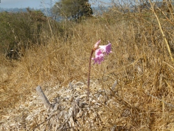 previous