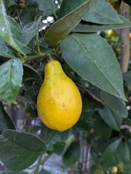 previous