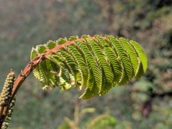previous