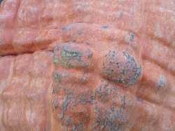 previous