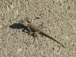 previous