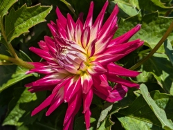 previous