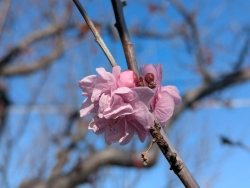 previous