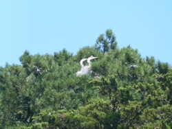 previous