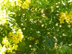 previous
