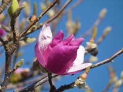 previous