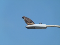 previous