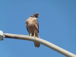 previous