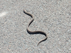 previous