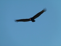 previous